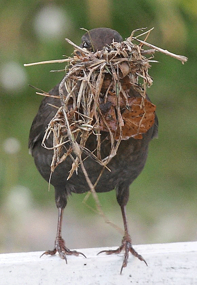 Blackbird building nest - image Mike Insall  ©