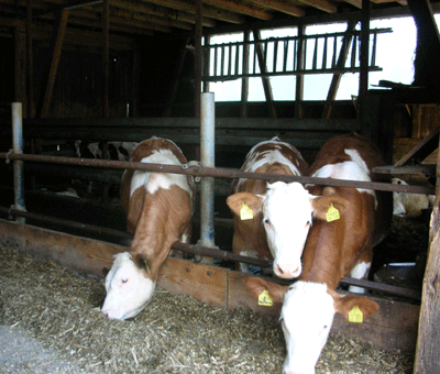 The cattle barns today