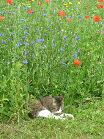 Ingrid's cat in the wild flower meadow