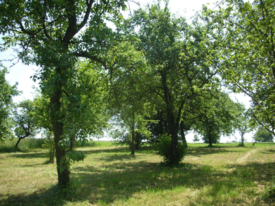 The Rothermel land behind the house