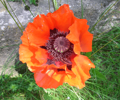 A poppy in the abandoned Rothermel garden Hörlebach Germany